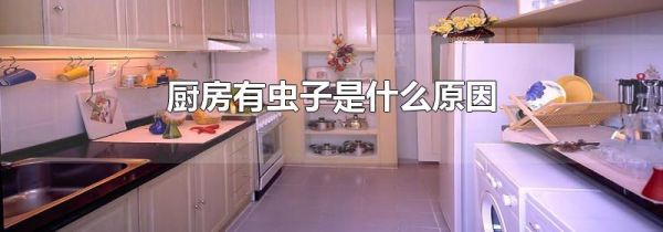 厨房有虫子是什么原因