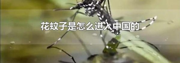 花蚊子是怎么进入中国的