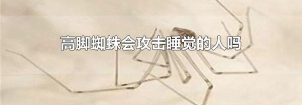 高脚蜘蛛会攻击睡觉的人吗
