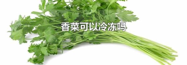 香菜可以冷冻吗