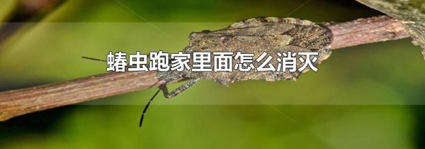 蝽虫跑家里面怎么消灭