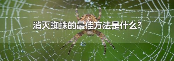 消灭蜘蛛的最佳方法是什么?