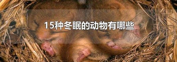 15种冬眠的动物有哪些