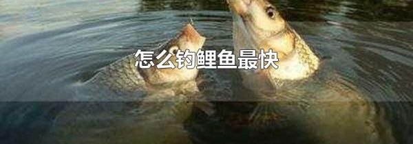 怎么钓鲤鱼最快
