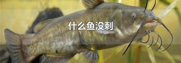 什么鱼没刺