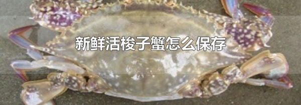 新鲜活梭子蟹怎么保存
