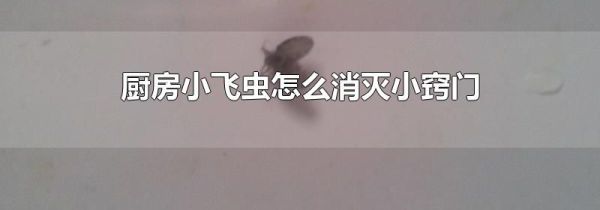 厨房小飞虫怎么消灭小窍门