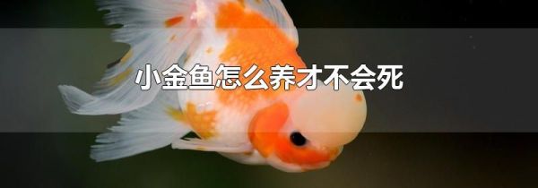 小金鱼怎么养才不会死