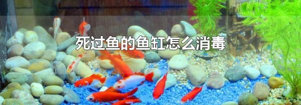 死过鱼的鱼缸怎么消毒