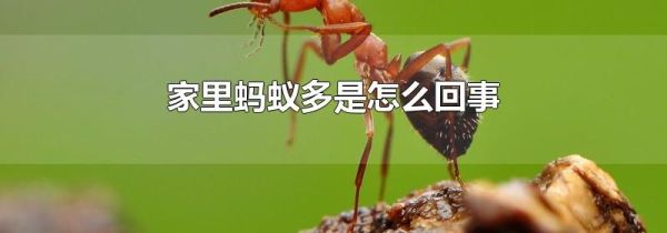 家里蚂蚁多是怎么回事