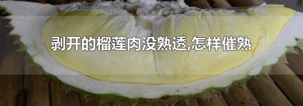 剥开的榴莲肉没熟透,怎样催熟