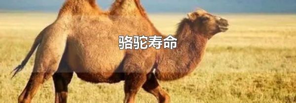 骆驼寿命