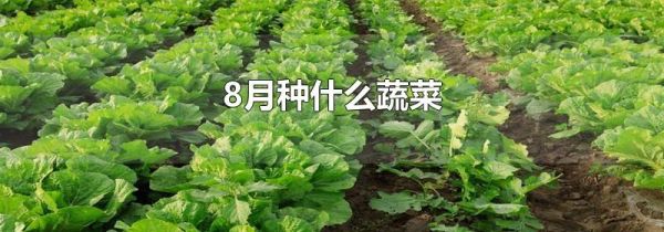 8月种什么蔬菜