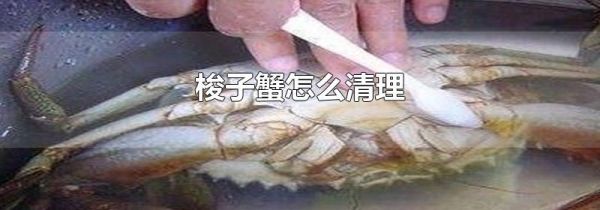 梭子蟹怎么清理