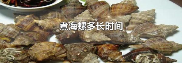煮海螺多长时间