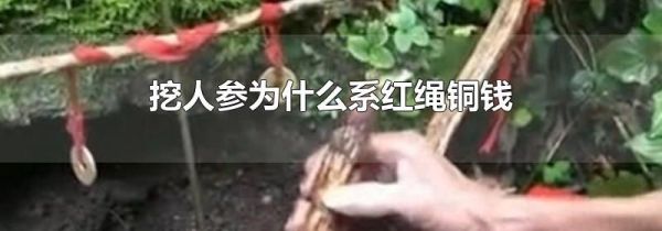 挖人参为什么系红绳铜钱