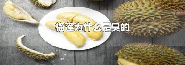榴莲为什么是臭的