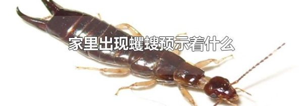 家里出现蠼螋预示着什么