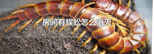 房间有蜈蚣怎么消灭