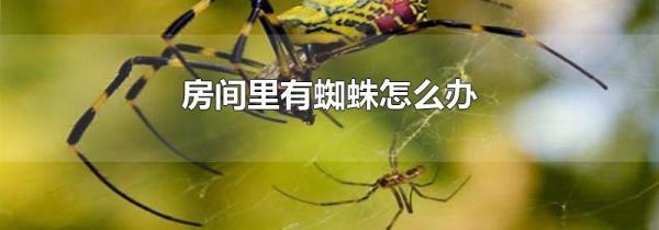房间里有蜘蛛怎么办