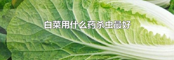 白菜用什么药杀虫最好