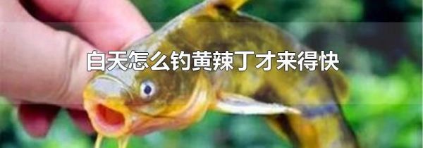 白天怎么钓黄辣丁才来得快