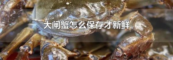 大闸蟹怎么保存才新鲜