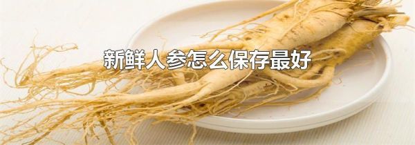 新鲜人参怎么保存最好