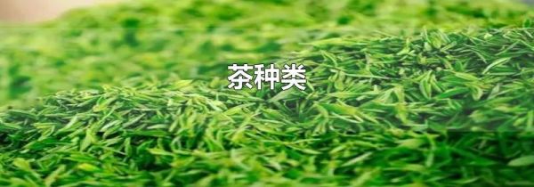 茶种类