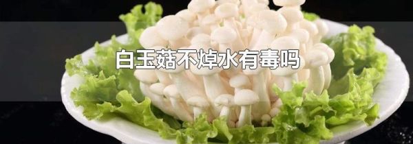 白玉菇不焯水有毒吗