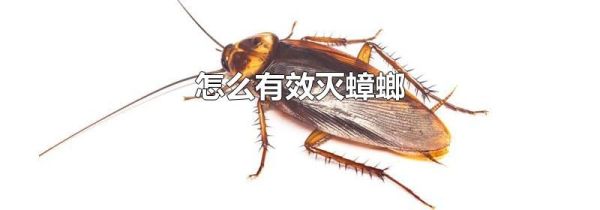 怎么有效灭蟑螂