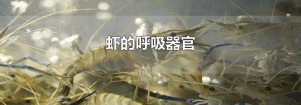 虾的呼吸器官