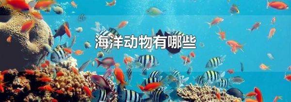 海洋动物有哪些