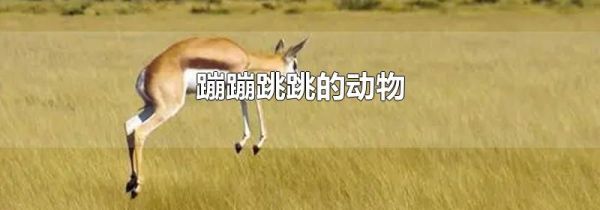 蹦蹦跳跳的动物
