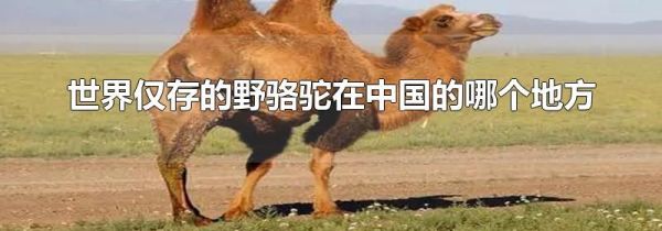 世界仅存的野骆驼在中国的哪个地方