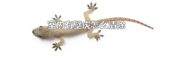 室内有壁虎怎么清除
