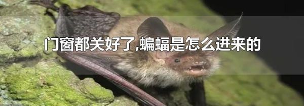 门窗都关好了,蝙蝠是怎么进来的