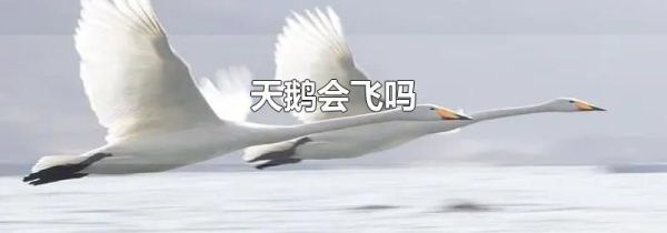 天鹅会飞吗