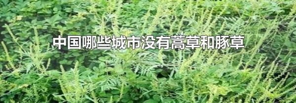 中国哪些城市没有蒿草和豚草