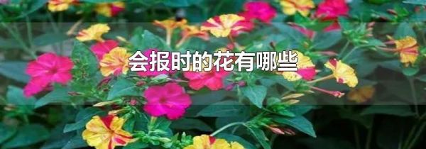 会报时的花有哪些