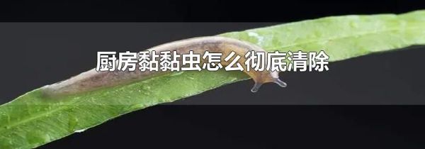 厨房黏黏虫怎么彻底清除