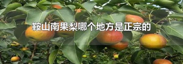 鞍山南果梨哪个地方是正宗的