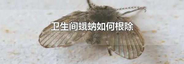 卫生间蛾蚋如何根除