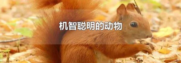 机智聪明的动物