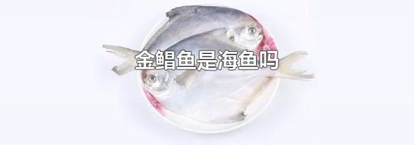 金鲳鱼是海鱼吗