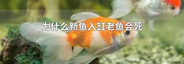 为什么新鱼入缸老鱼会死