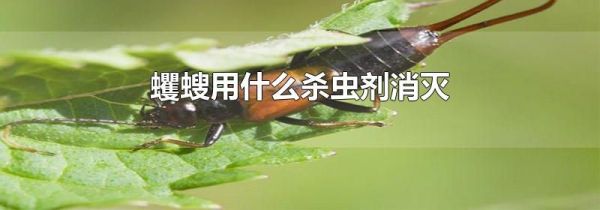 蠼螋用什么杀虫剂消灭