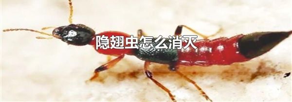 隐翅虫怎么消灭