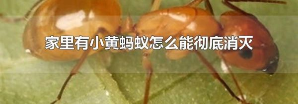 家里有小黄蚂蚁怎么能彻底消灭