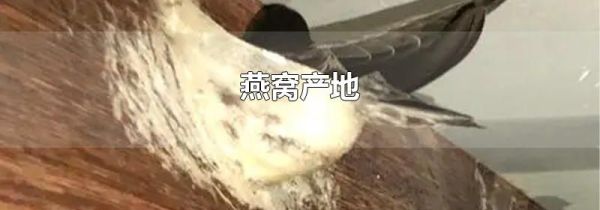 燕窝产地